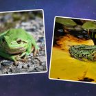 Laubfrosch und Teichfrosch