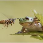 Laubfrosch und Wespe