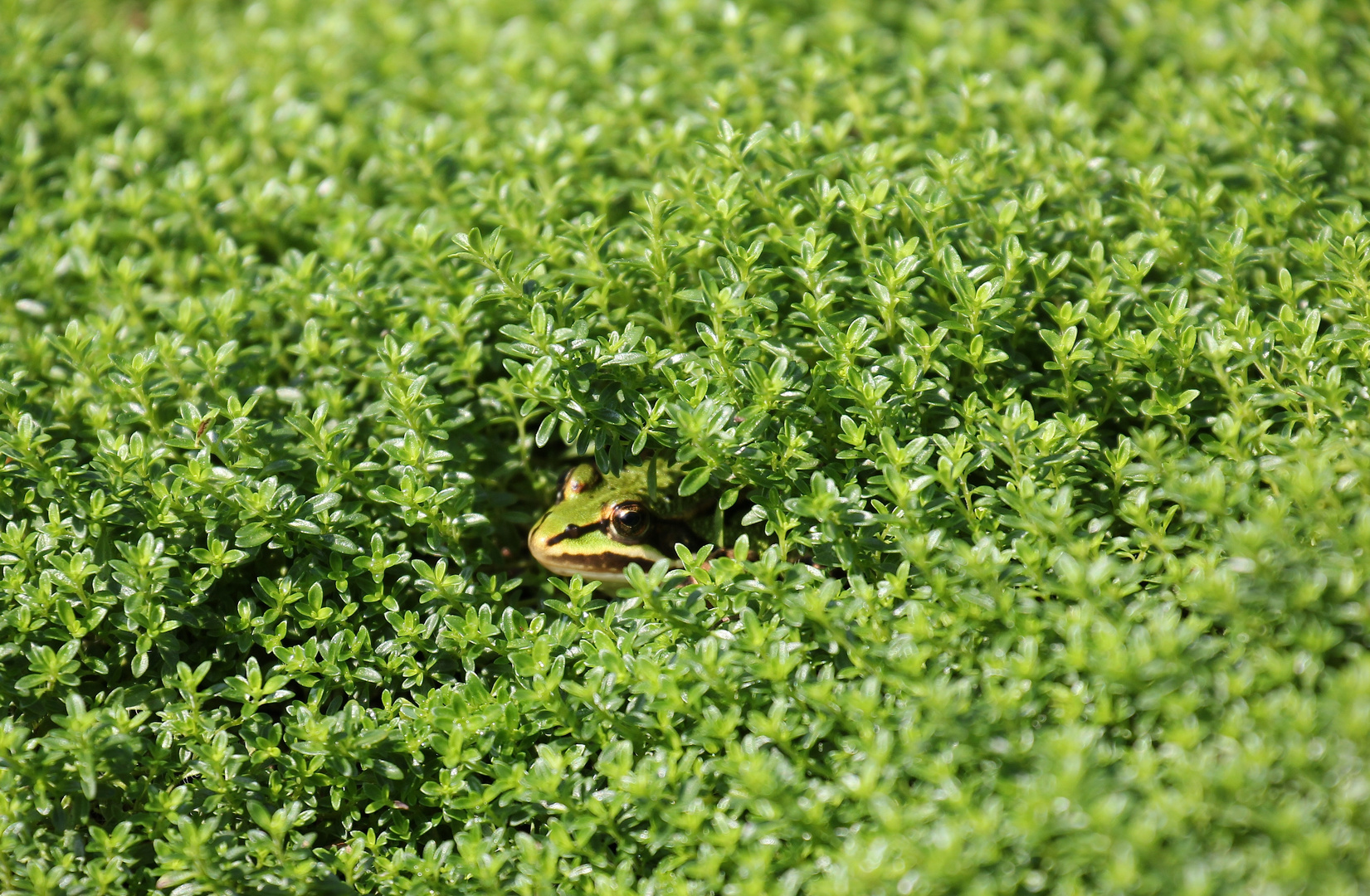 Laubfrosch "under cover"