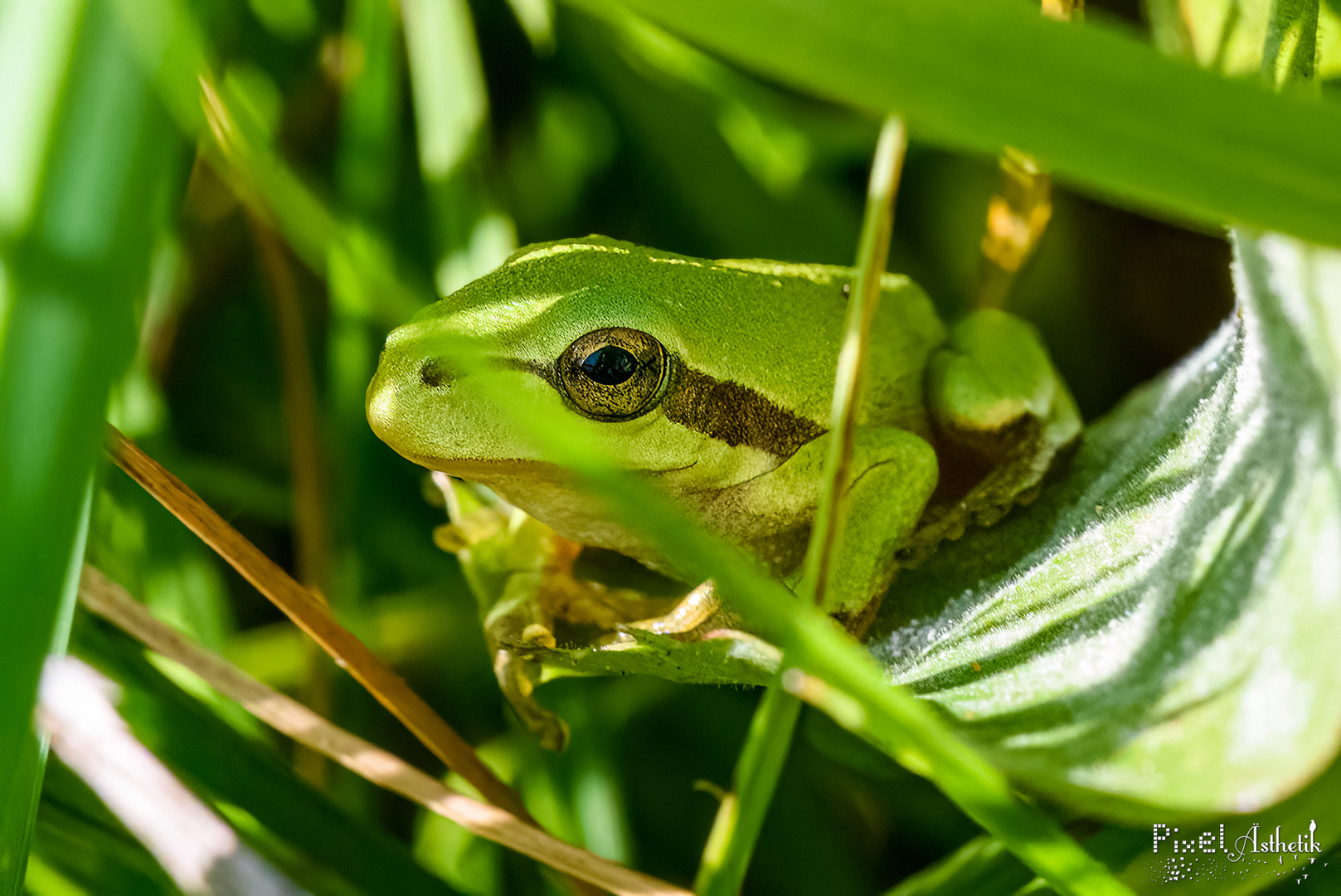 Laubfrosch von seiner Schokoladenseite