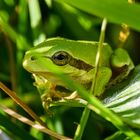 Laubfrosch von seiner Schokoladenseite