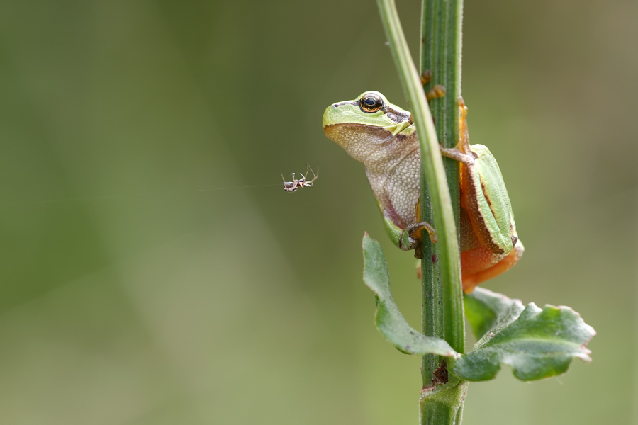 Laubfrosch vs. Arachna suizidis