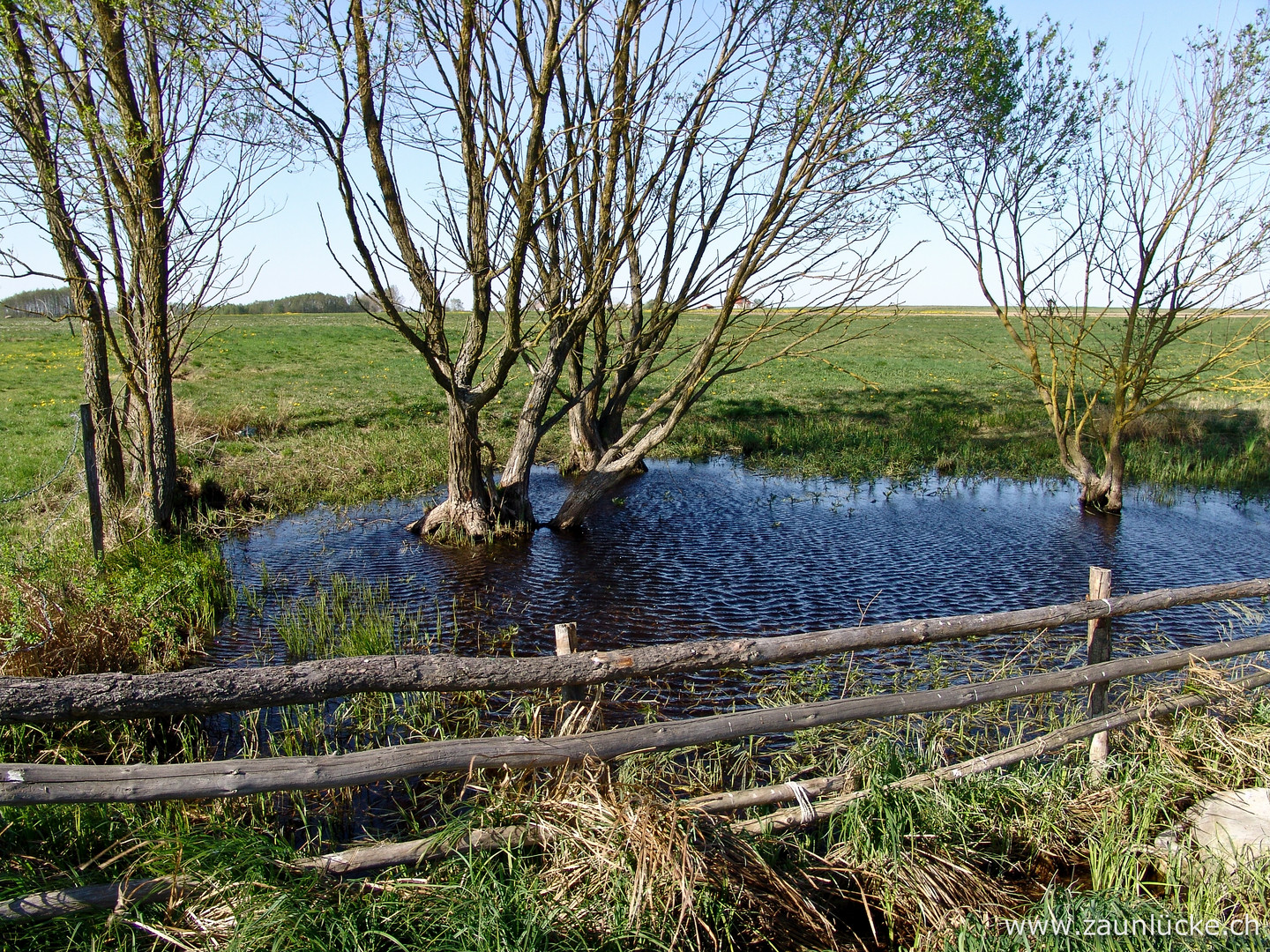 Laubfrosch Weiher