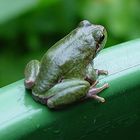 Laubfrosch2