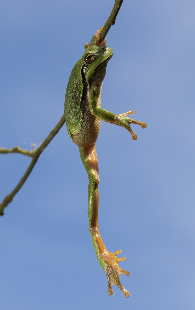 Laubfroschgymnastik