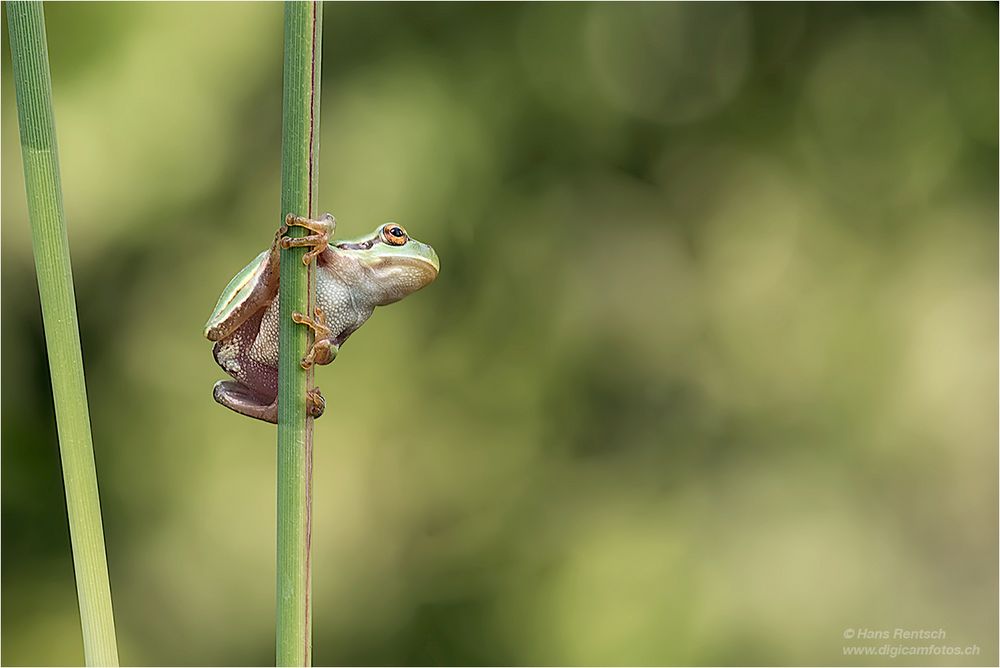 Laubfroschkind