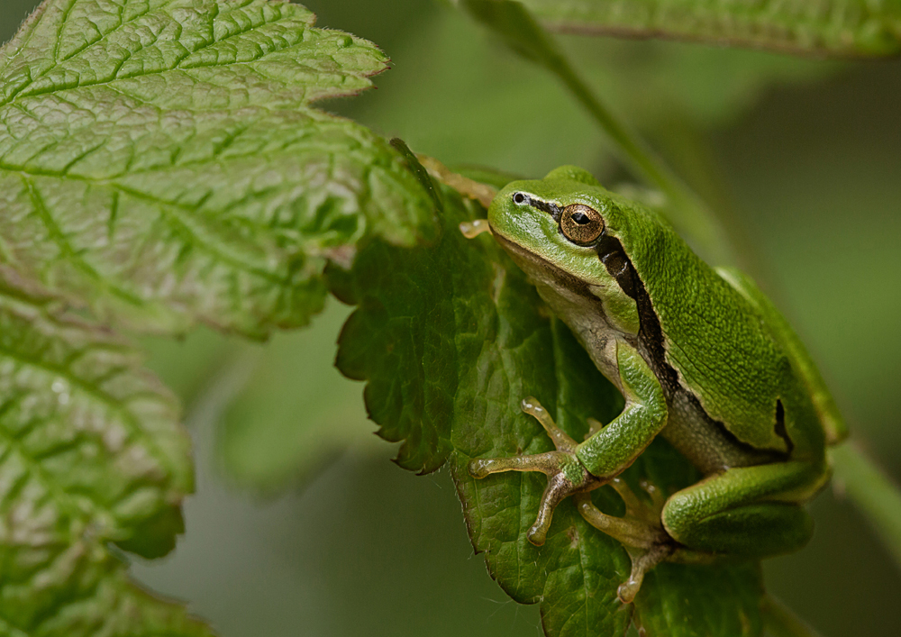 Laub+Frosch=Laubfrosch