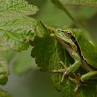 Laub+Frosch=Laubfrosch