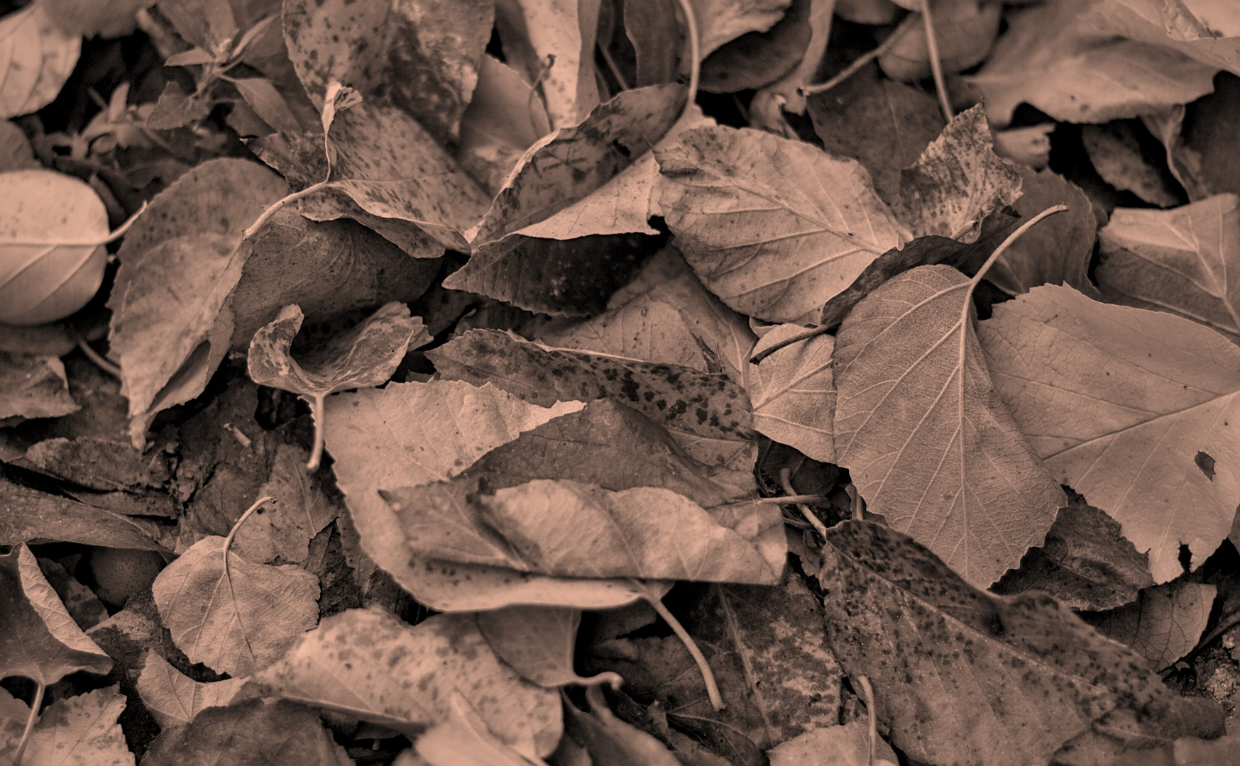 Laubgeflüster: Herbstliche Melodie in Monochrom