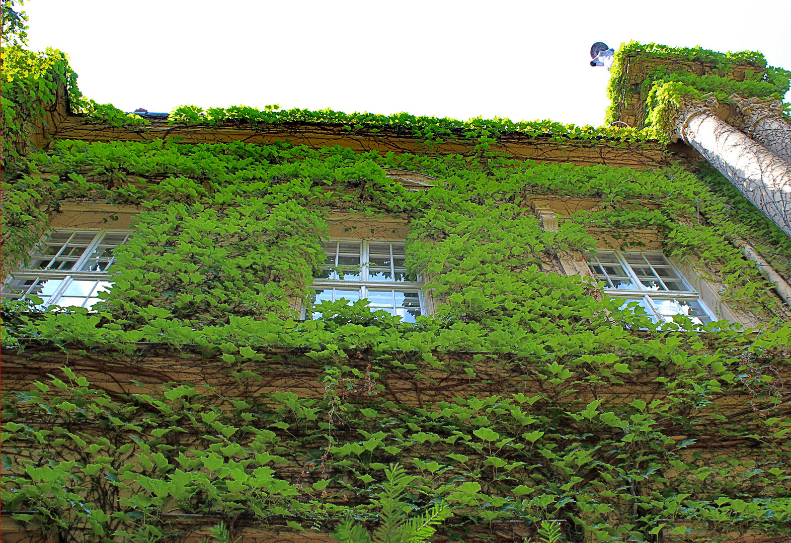 Laubgrüne Fassade ...