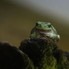 Laubhfrosch