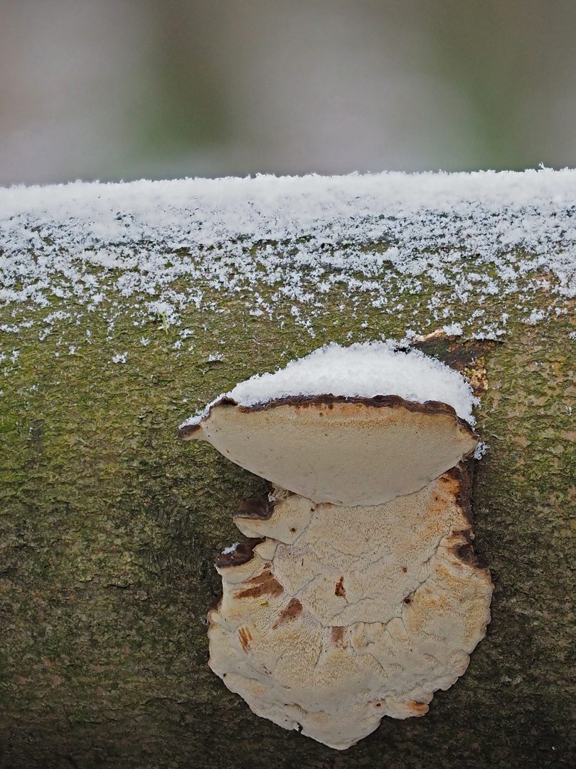 Laubholz-Harzporling, Ischnoderma resinosum