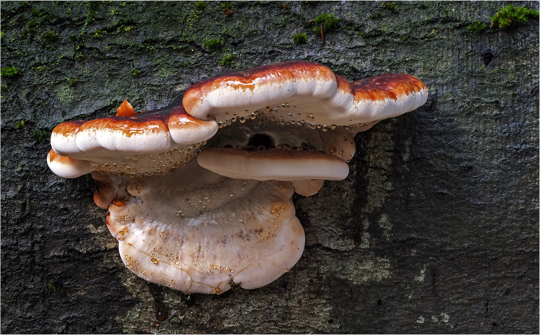 Laubholz-Harzporling (Ischnoderma resinosum)