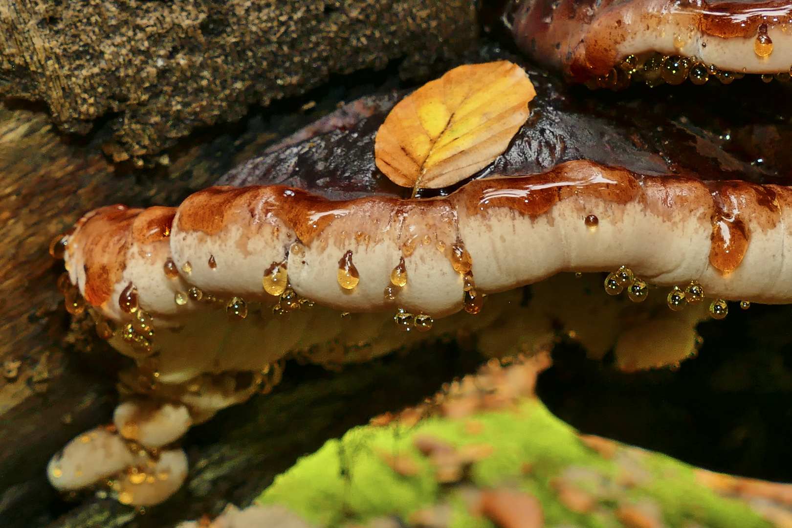 Laubholz-Harzporling (Ischnoderma resinosum)