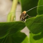 Laubholz-Langhornmotte (Nematopogon adansionella)