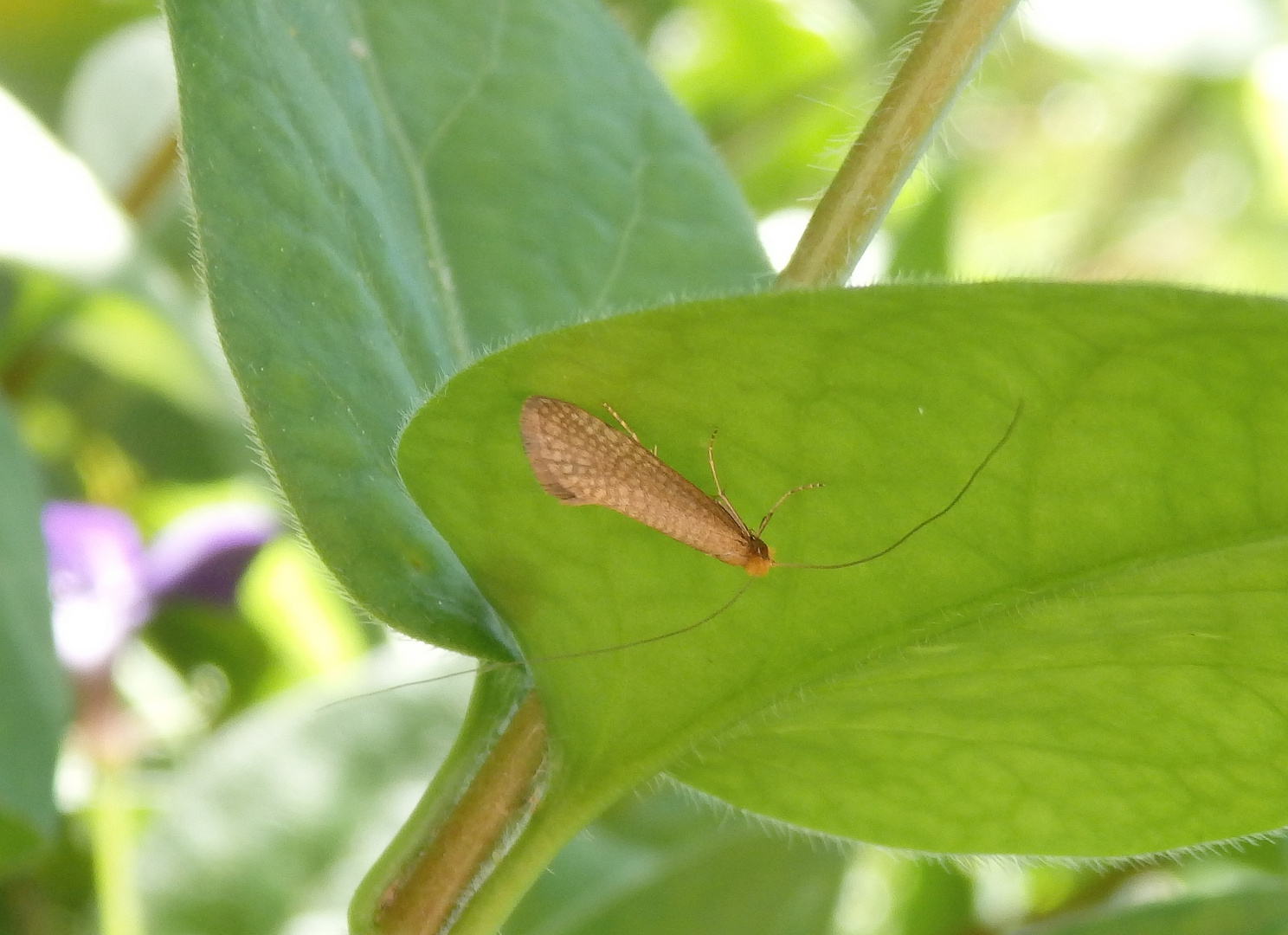 Laubholz-Langhornmotte (Nematopogon adansionella)