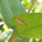 Laubholz-Langhornmotte (Nematopogon adansionella)