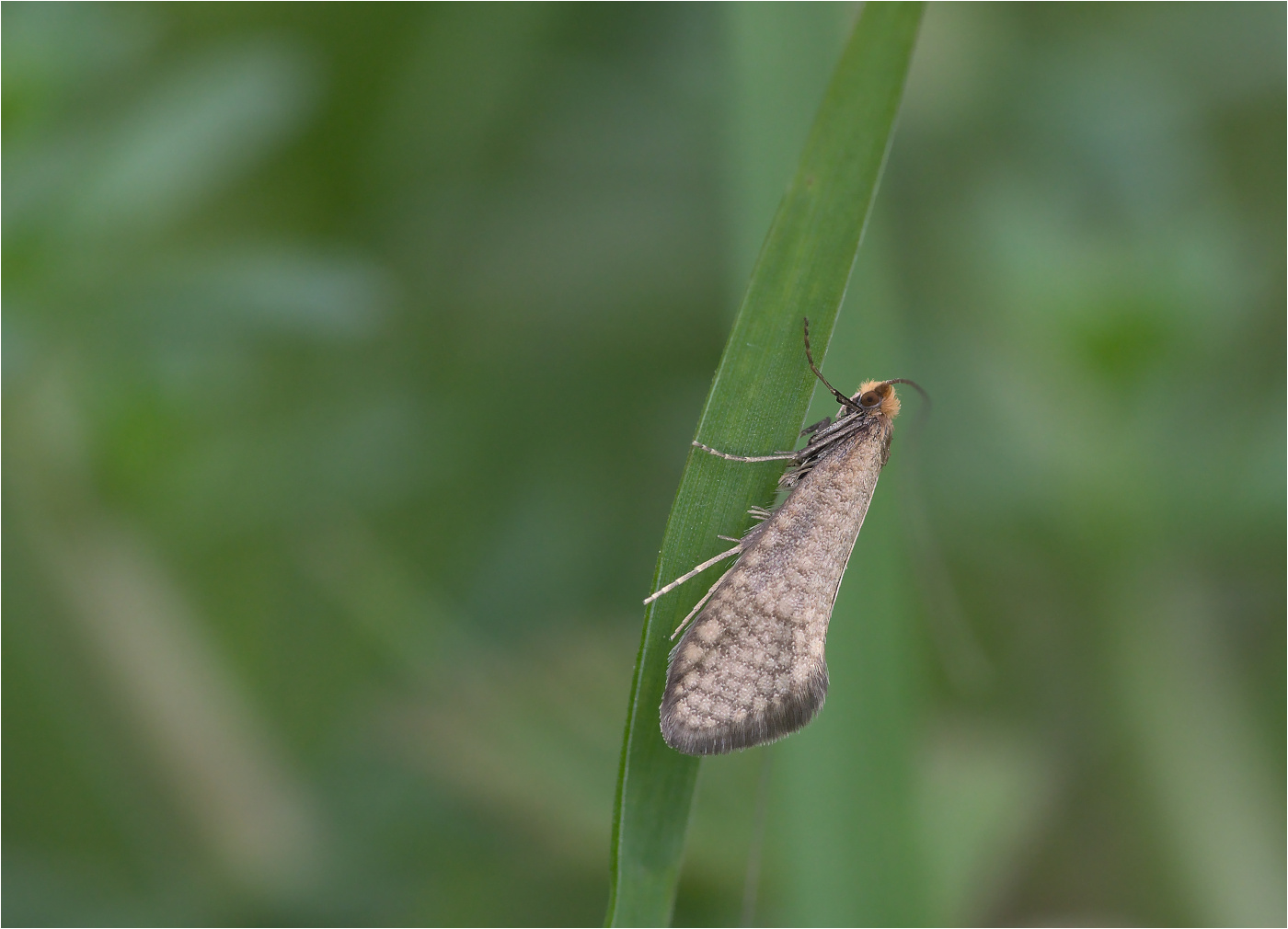 Laubholz-Langhornmotte (Nematopogon adansoniella)