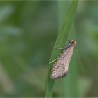 Laubholz-Langhornmotte (Nematopogon adansoniella)