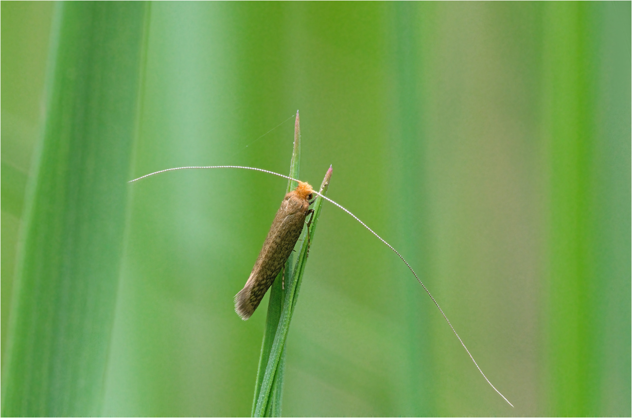 Laubholz-Langhornmotte (Nematopogon adansoniella)