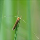 Laubholz-Langhornmotte (Nematopogon adansoniella)