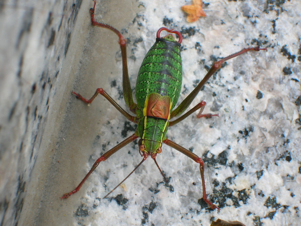 Laubholz Säbelschrecke