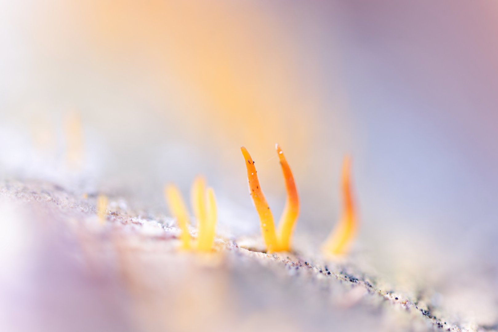 Laubholzhörnling (Calocera cornea)