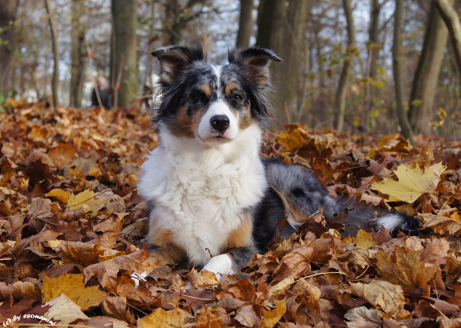 ' Laubhund'