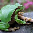 Laubi heute im Garten