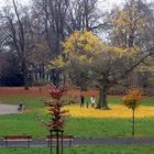 Laubkreis im Novembernebel, Ginkgo in der Brunnenaue Stralsund