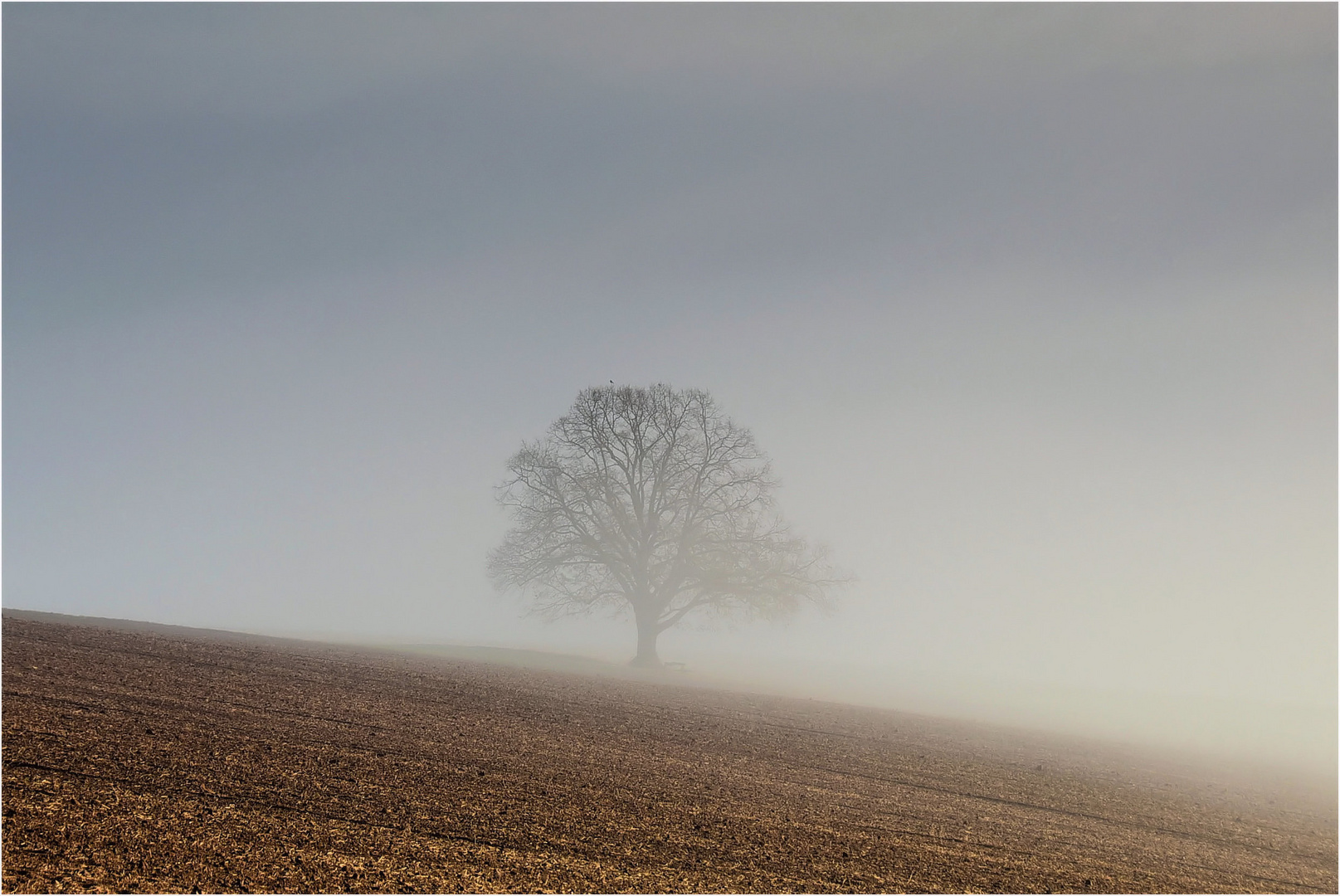 Laublos im Nebel