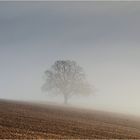 Laublos im Nebel