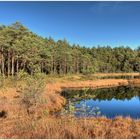 Laubloser Herbst am Kielbiksee