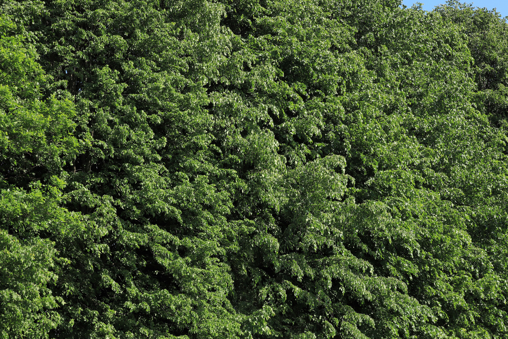 Laubmischwald, ein Waldrand wie eine grüne Wand...