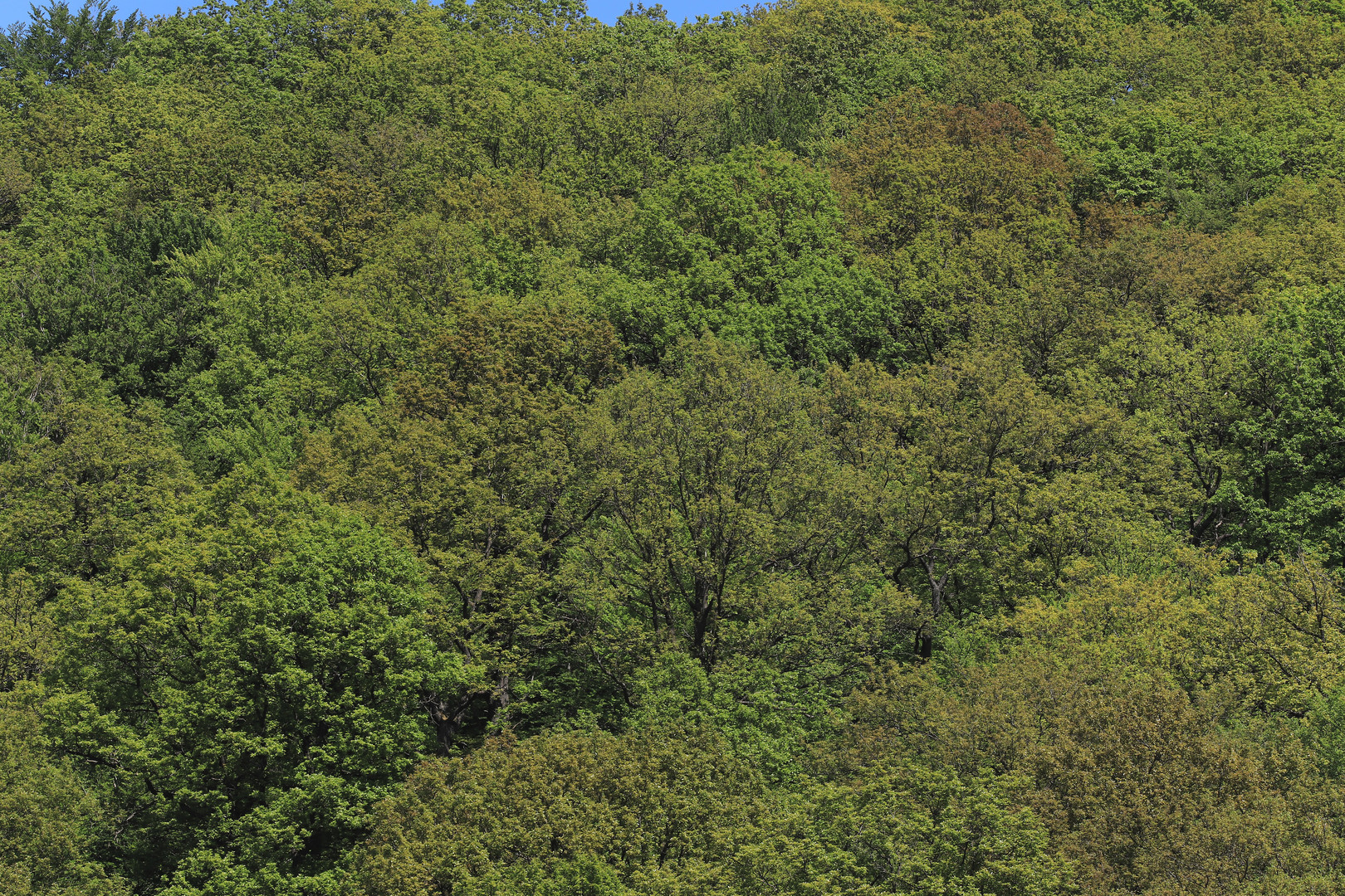 Laubmischwald im Frühling, Hellefelder Bachtal, bei Arnsberg 