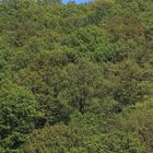 Laubmischwald im Frühling, Hellefelder Bachtal, bei Arnsberg 