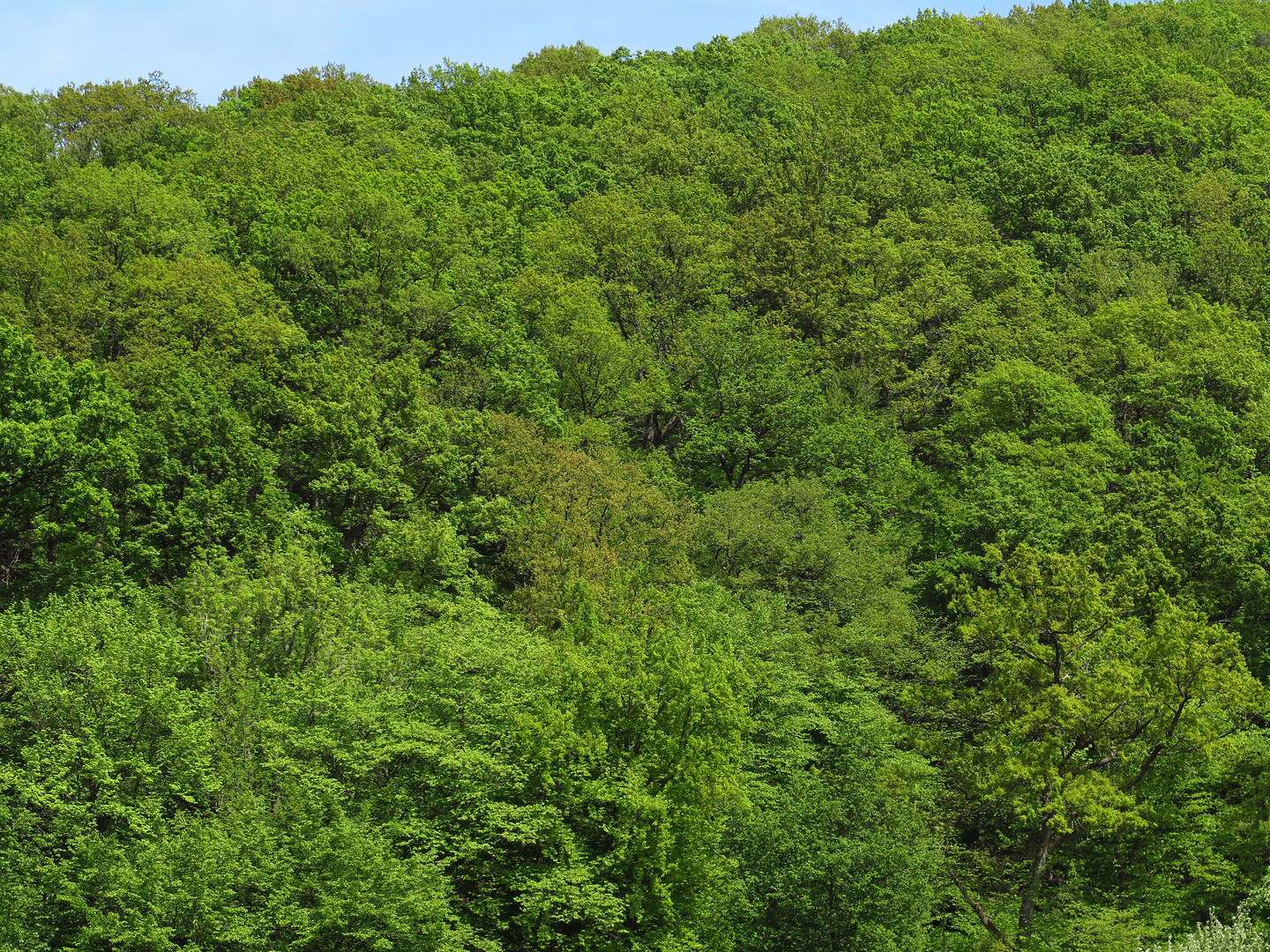 Laubmischwald im Hellefelder Bachtal, Naturpark Arnsberger Wald, im Frühling