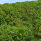 Laubmischwald im Hellefelder Bachtal, Naturpark Arnsberger Wald, im Frühling