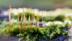 laubmoos-bryophyta-moss_26645059649_o