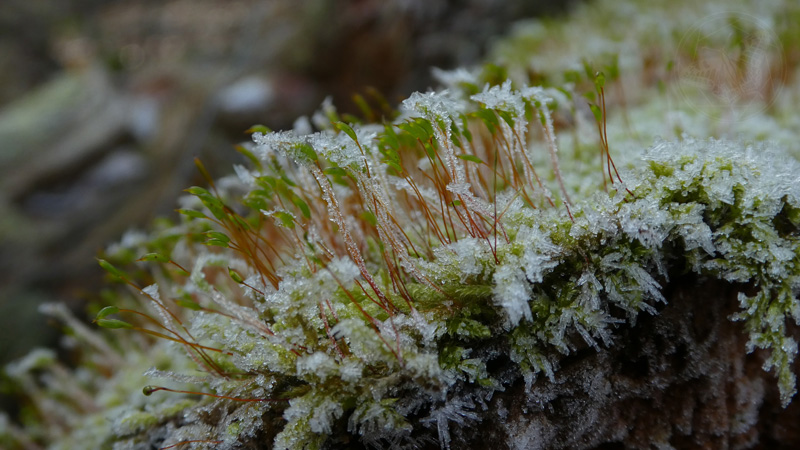 Laubmoos mit Raureif © S. Dorner / www.natureandclick.com