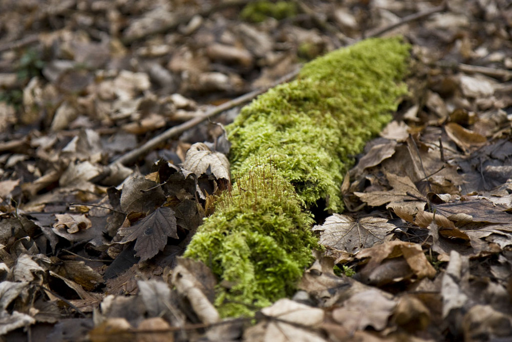 Laubmoos mit Sporophyten