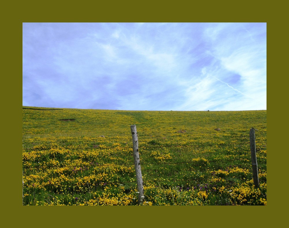 L'Aubrac