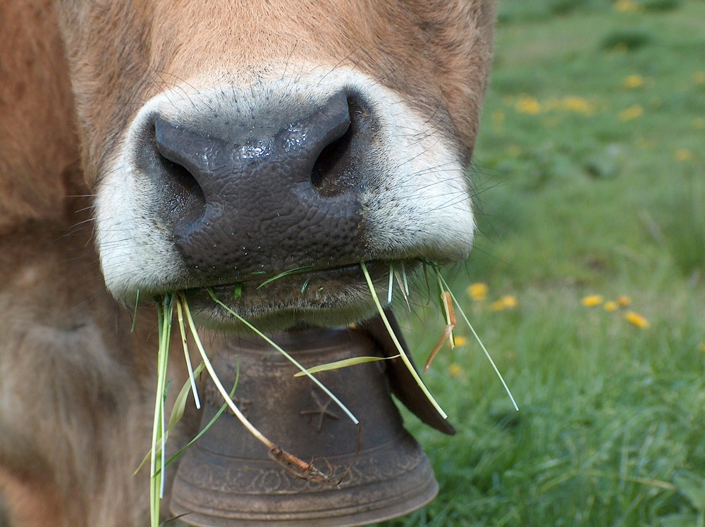 L'Aubrac