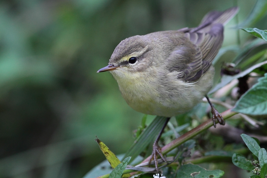 Laubsänger oder Mücke? Dettingen a.d.Erms,Biosphärengebiet schw. Alb