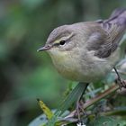 Laubsänger oder Mücke? Dettingen a.d.Erms,Biosphärengebiet schw. Alb