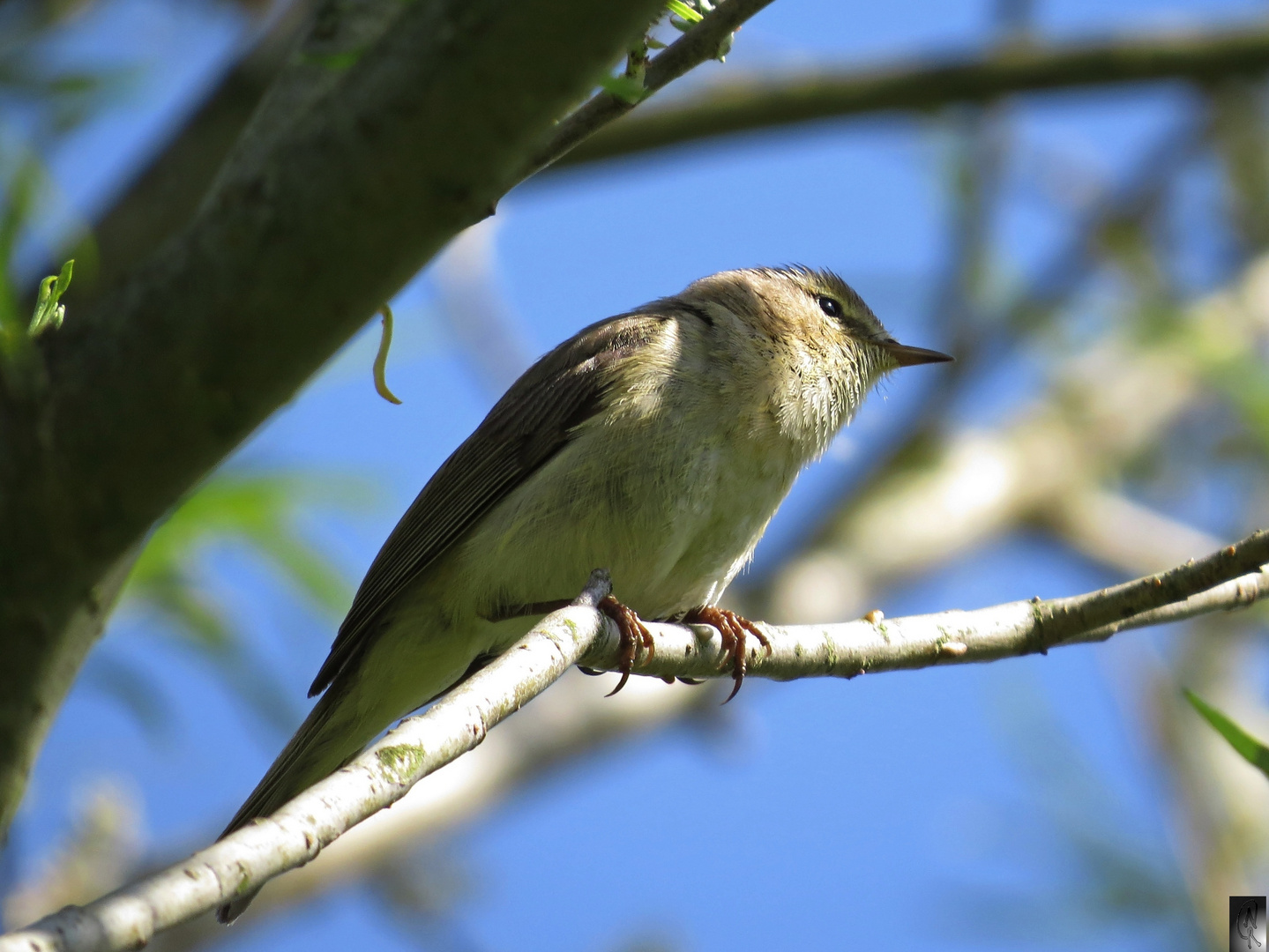 Laubsänger ( Zilpzalp o. Fitis )