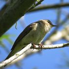 Laubsänger ( Zilpzalp o. Fitis )