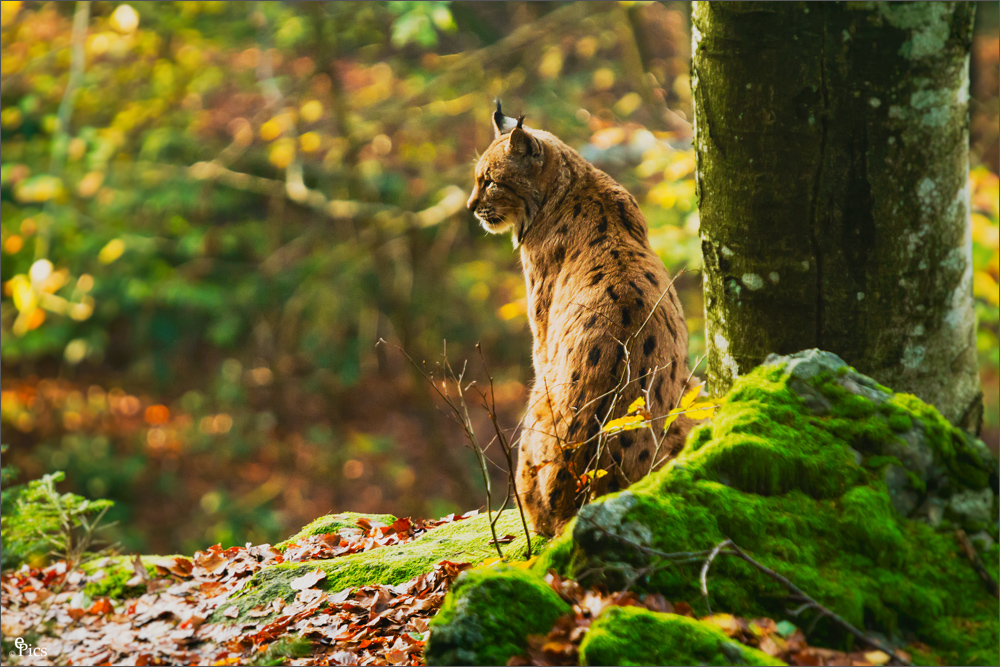 Laubsauger im Nationalpark !