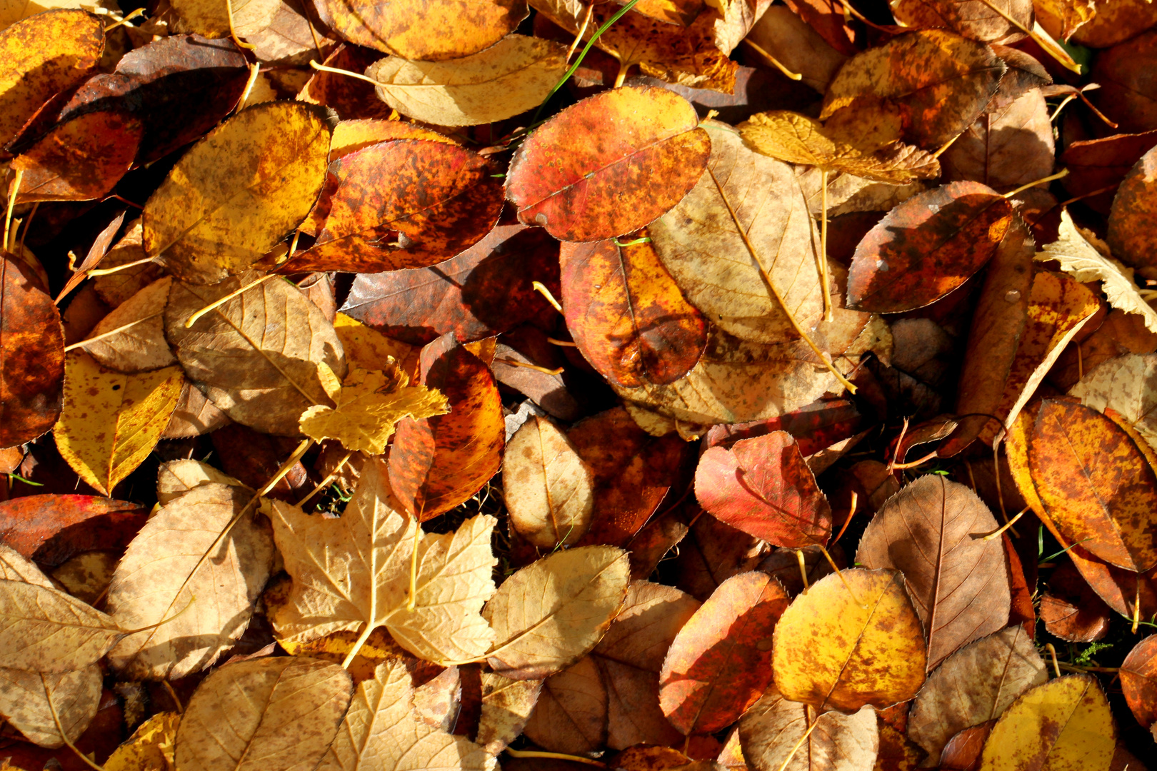 Laubschicht - Foliage layer