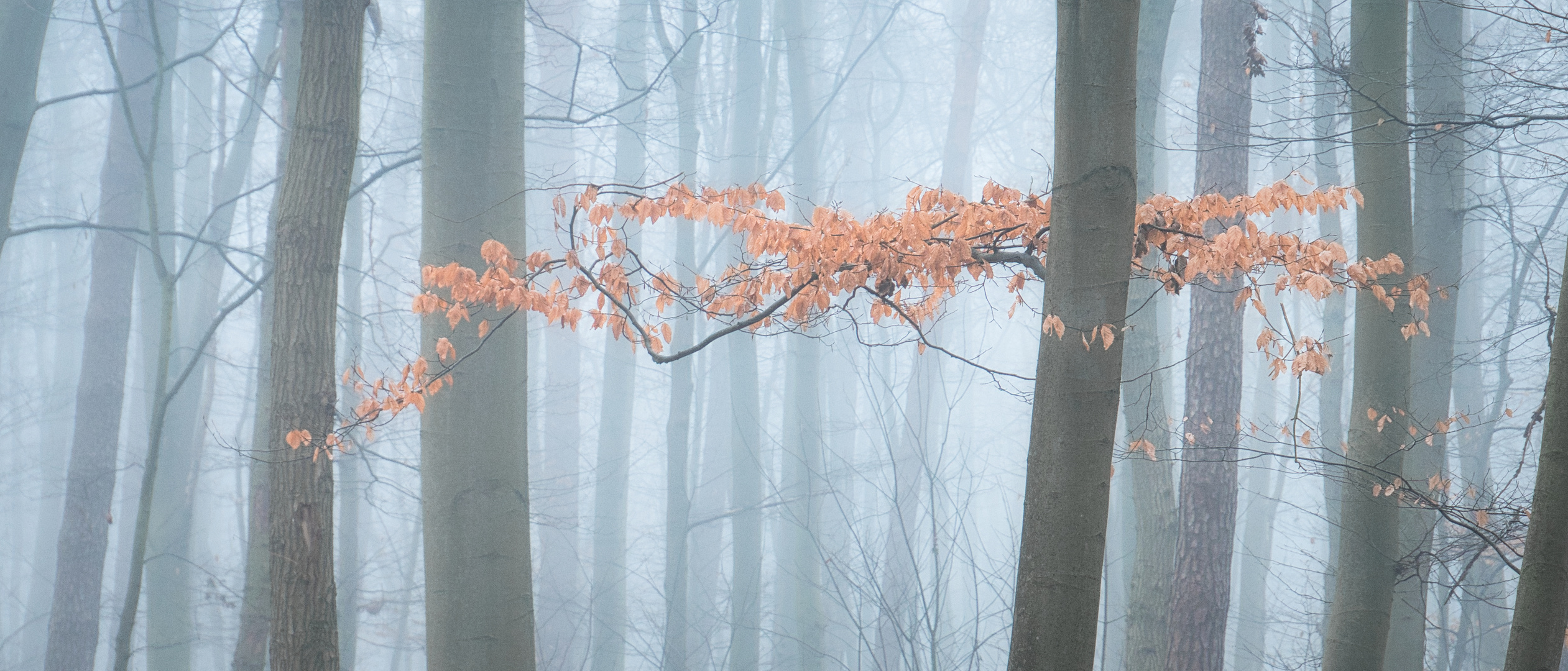 Laubschwaden im Nebel